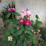 Bed and breakfast La Casa Del Limoneto