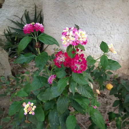 Bed & Breakfast La Casa Del Limoneto